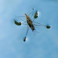 Attēlu rezultāti vaicājumam “Aquarius najas”