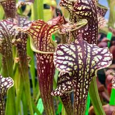 Attēlu rezultāti vaicājumam “x Sorbaronia fallax”