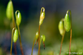 Attēlu rezultāti vaicājumam “Bryum capillare”
