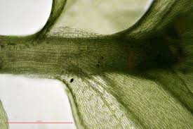 Attēlu rezultāti vaicājumam “Plagiothecium denticulatum”