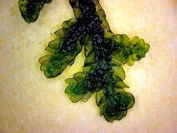 Attēlu rezultāti vaicājumam “Porella platyphylla macro”