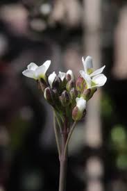 Attēlu rezultāti vaicājumam “Cardaminopsis arenosa leaf”