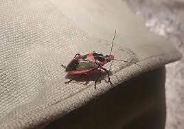 Attēlu rezultāti vaicājumam “Planaphrodes sp.”