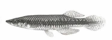 Image result for Minytrema melanops