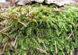 Attēlu rezultāti vaicājumam “Herzogiella seligeri”