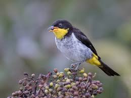 Attēlu rezultāti vaicājumam “Acupalpus flavicollis”