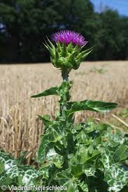 Image result for Silybum marianum