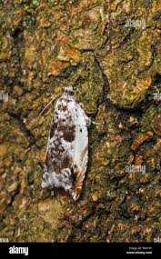 Attēlu rezultāti vaicājumam “Ancylis apicella”