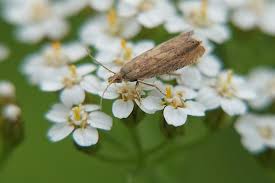 Attēlu rezultāti vaicājumam “Dichrorampha simpliciana”