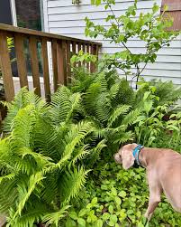 Attēlu rezultāti vaicājumam “Matteuccia struthiopteris”