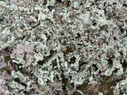 Attēlu rezultāti vaicājumam “Ramalina pollinaria”