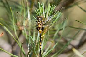 Attēlu rezultāti vaicājumam “Leucorrhinia dubia male”