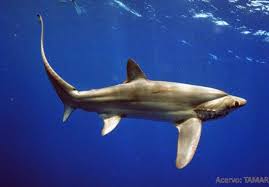 Image result for Alopias superciliosus