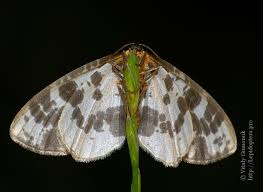 Attēlu rezultāti vaicājumam “Abraxas sylvata”