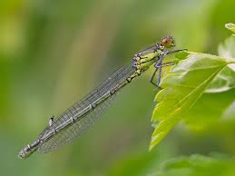 Attēlu rezultāti vaicājumam “Erythromma najas”