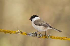 Attēlu rezultāti vaicājumam “Poecile palustris”