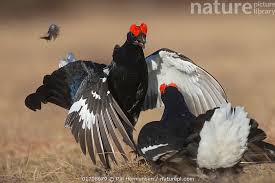 Image result for Tetrao tetrix