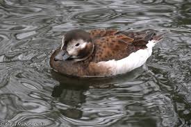 Attēlu rezultāti vaicājumam “Clangula hyemalis”