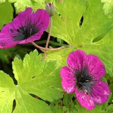 Image result for Geranium `Sandrine`