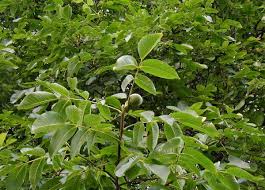 Attēlu rezultāti vaicājumam “Juglans regia leaf”