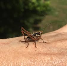 Attēlu rezultāti vaicājumam “Metrioptera roeselii”