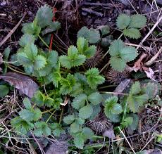 Attēlu rezultāti vaicājumam “Potentilla norvegica”
