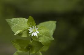 Attēlu rezultāti vaicājumam “Myosoton aquaticum”