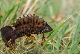 Attēlu rezultāti vaicājumam “Triturus cristatus”