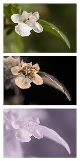 Attēlu rezultāti vaicājumam “Melissa officinalis”