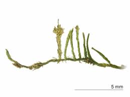 Attēlu rezultāti vaicājumam “Pseudoleskeella nervosa”