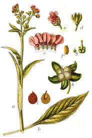 Attēlu rezultāti vaicājumam “Cynoglossum officinale leaf”