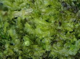 Attēlu rezultāti vaicājumam “Lophocolea minor”