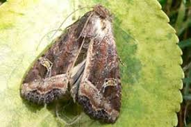 Attēlu rezultāti vaicājumam “Celaena leucostigma”