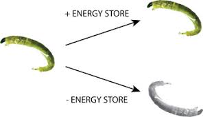 Attēlu rezultāti vaicājumam “Chironomidae larvae”