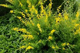 Attēlu rezultāti vaicājumam “Cytisus scoparius leaf”