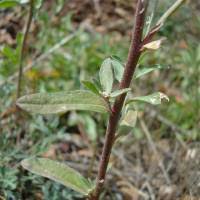 Attēlu rezultāti vaicājumam “Berteroa incana fruit”