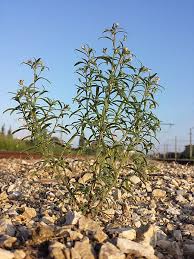Attēlu rezultāti vaicājumam “Microrrhinum minus leaf”
