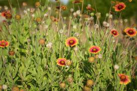 Image result for Gaillardia pulchella