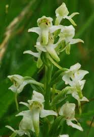 Attēlu rezultāti vaicājumam “Platanthera chlorantha”