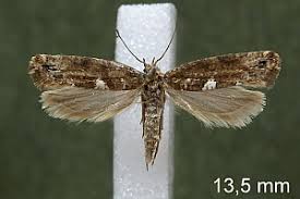 Attēlu rezultāti vaicājumam “Acrolepiopsis assectella”