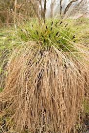 Attēlu rezultāti vaicājumam “Carex appropinquata”