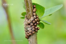 Attēlu rezultāti vaicājumam “Saturnia pavonia eggs”