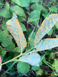 Attēlu rezultāti vaicājumam “Lamproderma debile”