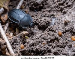 Attēlu rezultāti vaicājumam “Silpha obscura larva”