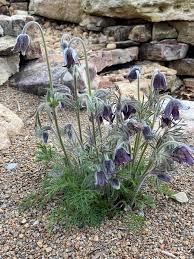 Attēlu rezultāti vaicājumam “Pulsatilla pratensis flower”