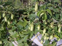 Attēlu rezultāti vaicājumam “Humulus lupulus fruit”