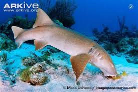 Image result for Ginglymostoma unami