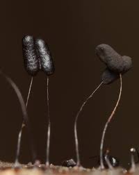 Attēlu rezultāti vaicājumam “Comatricha alta macro”