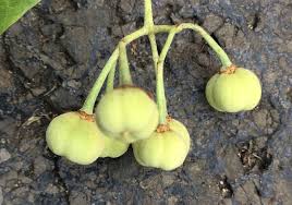 Attēlu rezultāti vaicājumam “Listera cordata fruit”