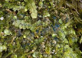 Attēlu rezultāti vaicājumam “Mniaecia jungermanniae”